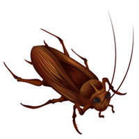 ゴキブリ＜Cockroach＞