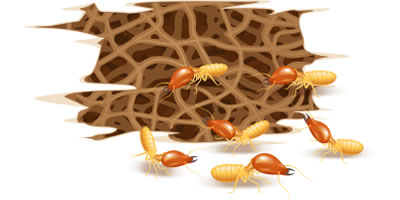 シロアリ＜Termites＞