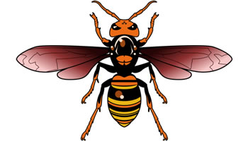 ハチ＜Bee＞
