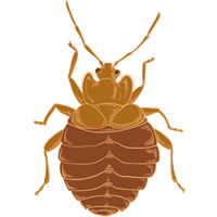 トコジラミ＜Bed bugs＞