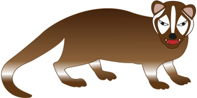 ハクビシン＜Civet＞