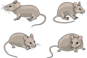 ネズミ＜Mouse＞