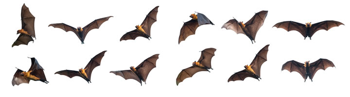 コウモリ＜Bat＞