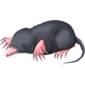 モグラ