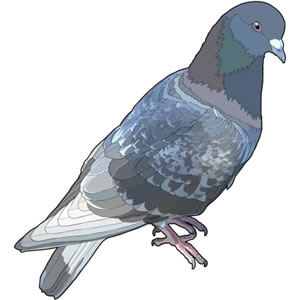 ドバト